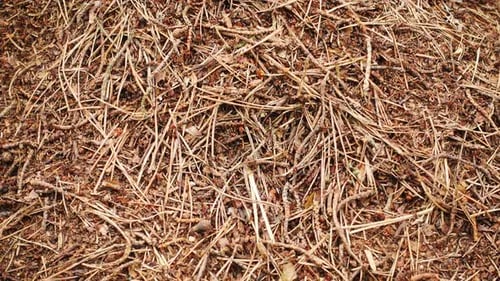 Lots of Ants Close-up. Big Anthill, Population of Ant City.