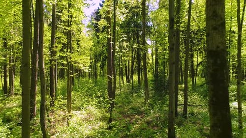 Flying Between the Trees in the Spring Forest