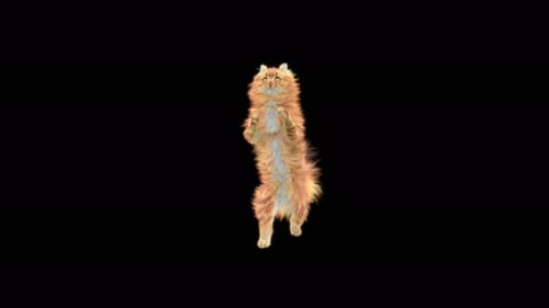 Katze Walking 4K