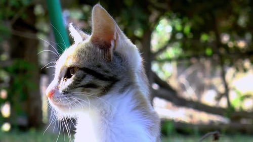Calico cat in the garden looks into the camera, close up.