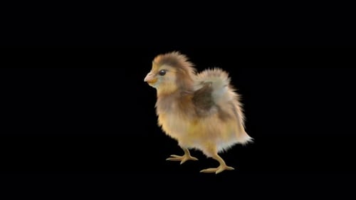 Realistic Cute Chick Walking and Looking Around Animation