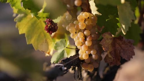 Riesling Noble