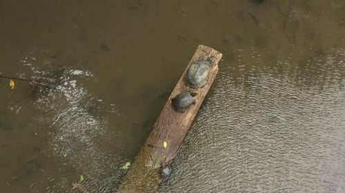Nahaufnahme einer gelb gefleckten Flussschildkröte beim Sonnenbaden auf einem Baumstamm