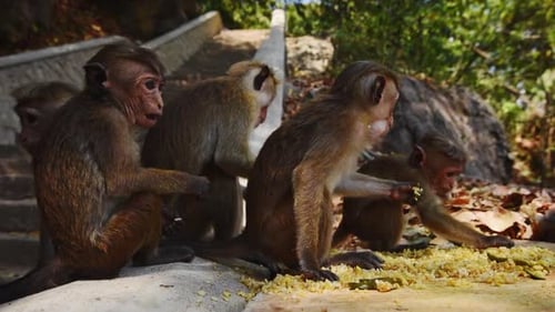 Family of sri lankan toque macaque eating fried rice on stairs in the jungle