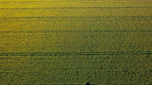Aerial View of the Sunflowers Field