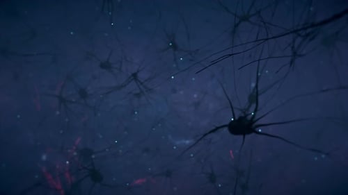 Animation of the Activity of Neurons and Synapses