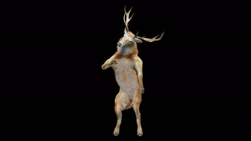 Animated Deer Dancing on Black Background