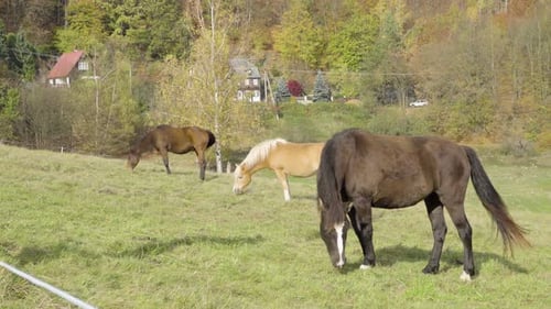 Three Horses Eat Grass in a Paddock in Nature. Residential Village and Hills in the Background