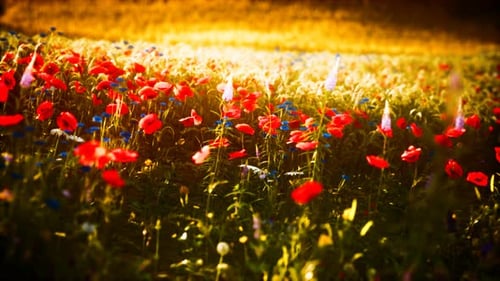 Sunset in the Wild Flower Field