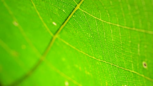 Green Leaf In Nature