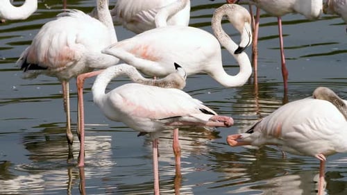 Flamingos Standing Peacefully in Tropical Water