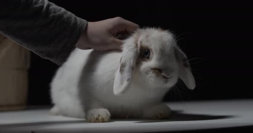 Adorable Lop Eared Rabbit Gets Affectionate Pets