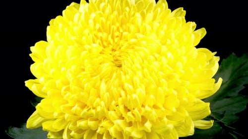 Vibrant Yellow Flower Bloom Close Up