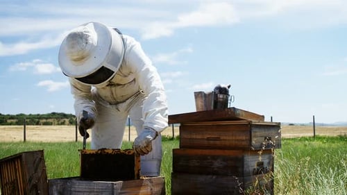Beekeeper Inspecting Honeycomb Frame at Bee Hive