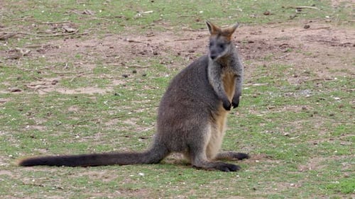Wallaby sitzt und kratzt sich im Gras.