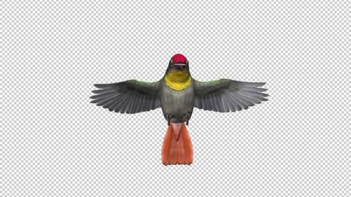 Kolibri - Rubintopas - Flatternde Flugschleife - Nahaufnahme von vorne - Alphakanal