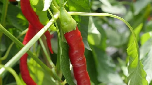 Reben von heißen roten Bio-Paprika Anbau Nahaufnahme 4K 2160p 30fps langsame Neigung UltraHD-Aufnahmen - Heiß