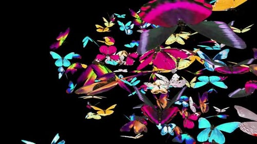 04 Butterfly HD