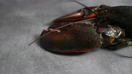 Lobster 21