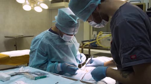 Surgical Operation of a Dog in a Veterinary Clinic