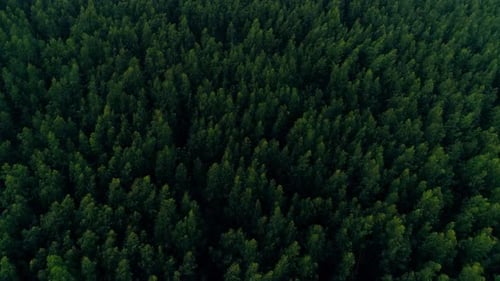 Fly Above Forest Trees