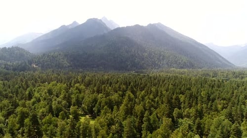 Aerial View Green Forest Trees and Mountains