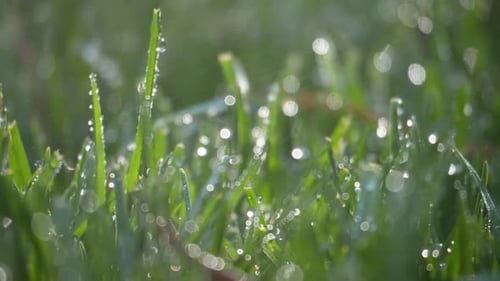 Close Up of Green Grass with Water Droplets