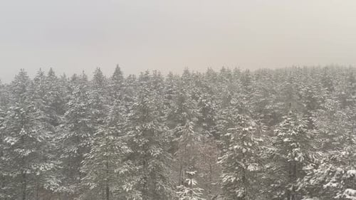 Low visibility in the coniferous woods by winter 4K aerial video
