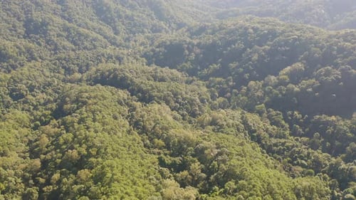 Aerial top view of lush green trees from above in tropical forest in national park and mountain