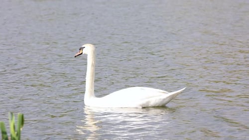 Swan On A Lake