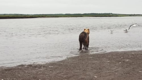 Kamchatka Brown Bear Runs Along the River and Tries to Catch Fish