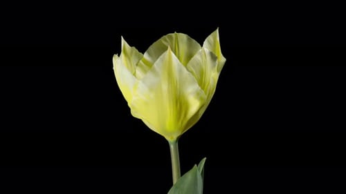 Time Lapse of Blooming Yellow Tulip Flower