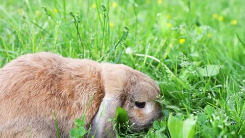Cute Rabbit Grazing Peacefully in Green Meadow