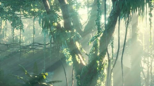 Deep Tropical Jungle Rainforest in Fog