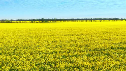 Drohnenaufnahmen aus der Luft des Feldes der gelben Vergewaltigung gegen den blauen Himmel