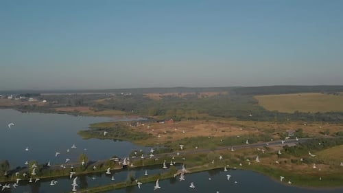Scenic Aerial of Birds Flying Over Rural Lake