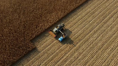 El cosechador vierte el maíz después de la cosecha en el campo en la parte trasera del vehículo de carga