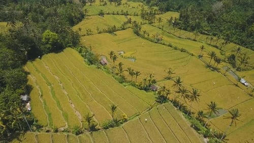 Terrasse: Reisfelder, Bali, Indonesien