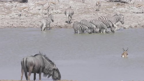 Zebras and Antelope Gather Around Watering Hole