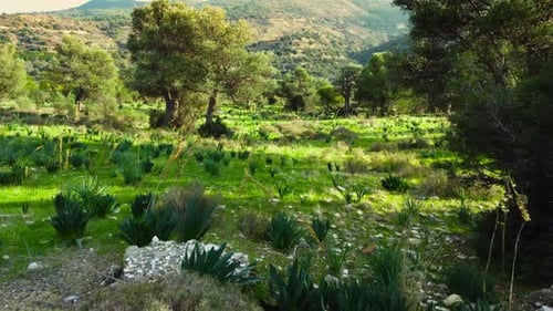 Mediterrane Landschaftsdrohne fliegt langsam durch Olivenbäume Schöne Natur Blick auf Green Grove