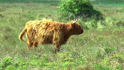 Highland Cow Grazing in a Grassy Field