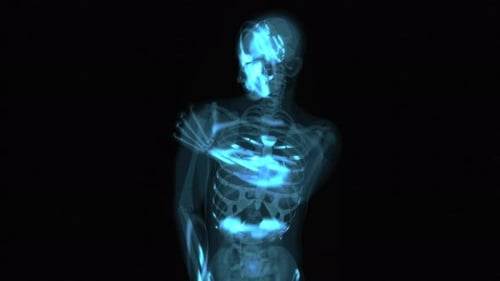 Holographic Human Skeleton and Nervous System Scan