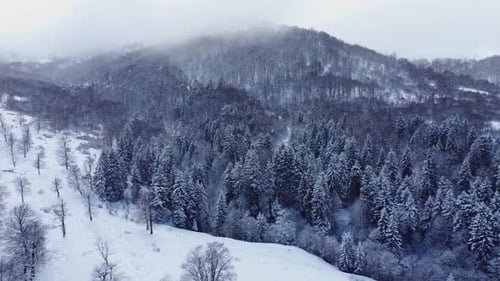 Aerial Forest view - Winter Landscape Aerial