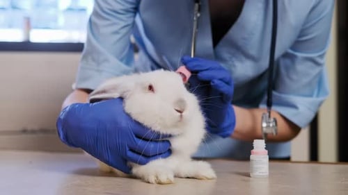 Veterinarian Giving Eye Drops to White Rabbit