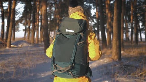 Rear View of a Woman Travels Through an Winter Pine Forest with a Backpack