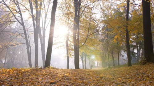 Picturesque Path with Autumn Leaves in Woodland Setting