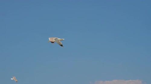 Majestic Seagull Flying Freely in a Clear Blue Sky