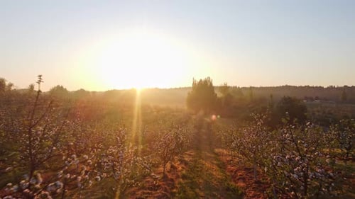 Flying Over a Blooming Apple Field in Spring or Early Summer at Sunrise or Sunset