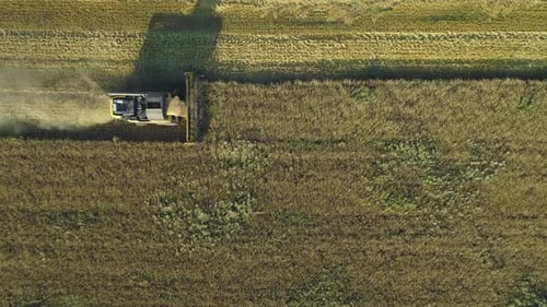 Aerial Drone Footage. Top View Combine Harvester Gathers the Wheat. Harvesting Grain Field