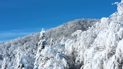 Aerial View of a Fabulous Snowcovered Forest on the Slopes of the Mountains